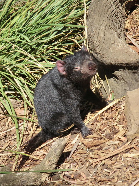 Small-Group Tour From Hobart: Mt Wellington, Bonorong Wildlife Park And Richmond - Accommodation Australia 7