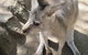 Small-Group Tour From Hobart: Mt Wellington, Bonorong Wildlife Park And Richmond - thumb 6