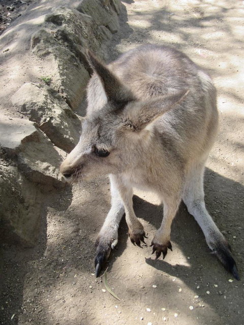 Small-Group Tour From Hobart: Mt Wellington, Bonorong Wildlife Park And Richmond - Accommodation Australia 6