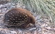 Small-Group Tour From Hobart: Mt Wellington, Bonorong Wildlife Park And Richmond - thumb 9