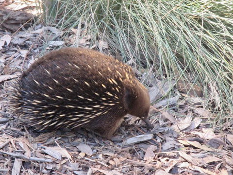 Small-Group Tour From Hobart: Mt Wellington, Bonorong Wildlife Park And Richmond - Accommodation Australia 9