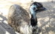 Small-Group Tour From Hobart: Mt Wellington, Bonorong Wildlife Park And Richmond - thumb 18