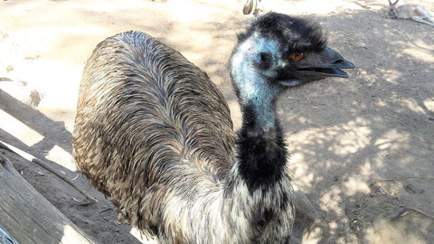 Small-Group Tour From Hobart: Mt Wellington, Bonorong Wildlife Park And Richmond - Accommodation Australia 18