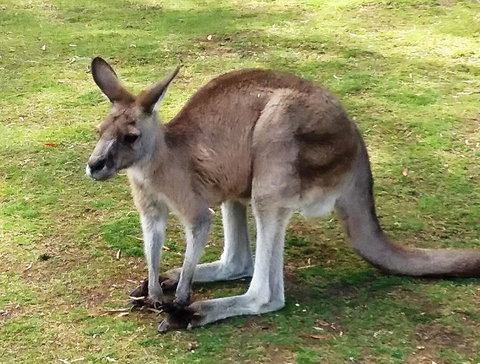 Small-Group Tour From Hobart: Mt Wellington, Bonorong Wildlife Park And Richmond - Accommodation Australia 17