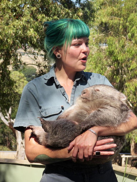 Small-Group Tour From Hobart: Mt Wellington, Bonorong Wildlife Park And Richmond - Accommodation Australia 8