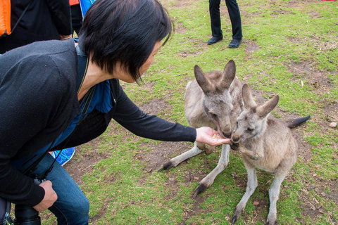 Small-Group Tour From Hobart: Mt Wellington, Bonorong Wildlife Park And Richmond - Accommodation Australia 15