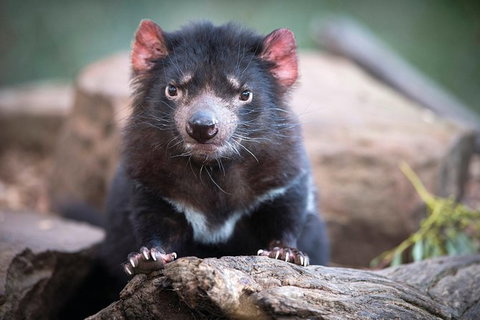 Small-Group Tour From Hobart: Mt Wellington, Bonorong Wildlife Park And Richmond - Accommodation Australia 26
