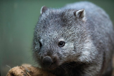 Small-Group Tour From Hobart: Mt Wellington, Bonorong Wildlife Park And Richmond - Accommodation Australia 28