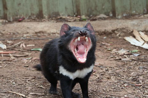 ZOODOO ZOO Tour, Meet The Famous Tasmanian Devil, Cuddle A Kangaroo, Feed A Lion - Accommodation Australia 0