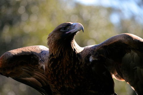 Wildlife Day Tour (4+ Hours, $195 Per Person) - Accommodation Australia 0