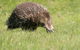 Wildlife Day Tour (4+ Hours, $195 Per Person) - thumb 7