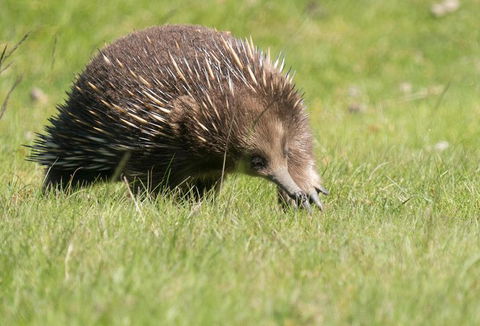 Wildlife Day Tour (4+ Hours, $195 Per Person) - Accommodation Australia 7