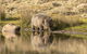 Wildlife Day Tour (4+ Hours, $195 Per Person) - thumb 13