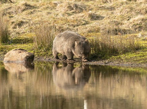 Wildlife Day Tour (4+ Hours, $195 Per Person) - Accommodation Australia 13