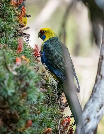 Wildlife Day Tour (4+ Hours, $195 Per Person) - Accommodation Australia 10
