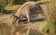 Wildlife Day Tour (4+ Hours, $195 Per Person) - thumb 14