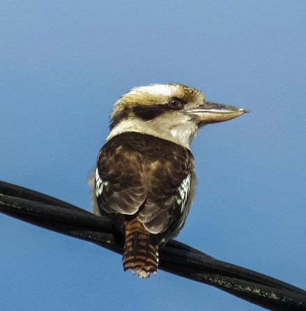 Wildlife Day Tour (4+ Hours, $195 Per Person) - Accommodation Australia 4