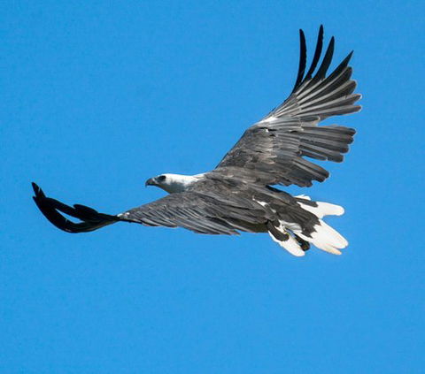 Wildlife Day Tour (4+ Hours, $195 Per Person) - Accommodation Australia 1