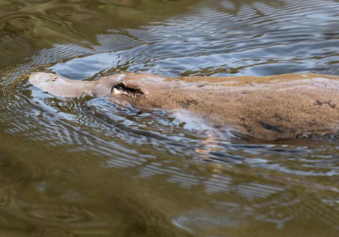 Wildlife Day Tour (4+ Hours, $195 Per Person) - Accommodation Australia 3