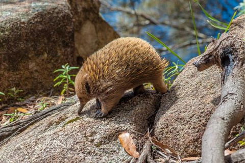 Wildlife Day Tour (4+ Hours, $195 Per Person) - Accommodation Australia 2