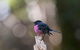 Wildlife Day Tour (4+ Hours, $195 Per Person) - thumb 5