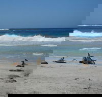 Kangaroo Island in a Day Tour from Adelaide - Local Tourism