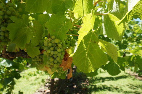 Barossa Valley With Hahndorf Tour From Adelaide - Local Tourism 4