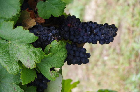 Barossa Valley Wineries Tour With Tastings And Lunch From Adelaide - Local Tourism 5