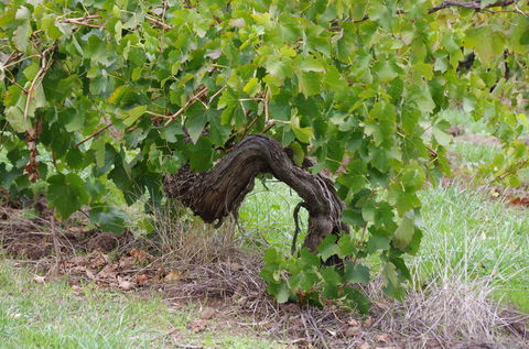 Barossa Valley Wineries Tour With Tastings And Lunch From Adelaide - Local Tourism 7