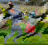 Mclaren Vale Luxury Full Day Small Group Wine Tour - Local Tourism