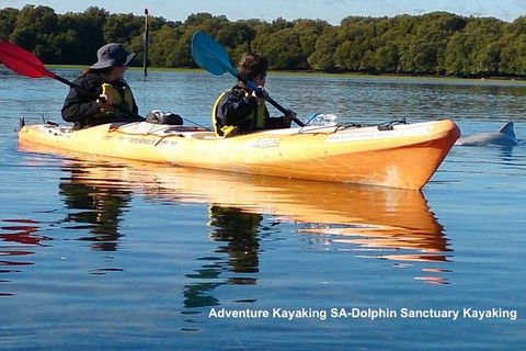 Adelaide Dolphin Sanctuary And Ships Graveyard Kayak Tour - Australia Shopping 0