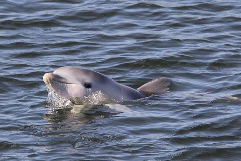 Adelaide Dolphin Sanctuary And Ships Graveyard Kayak Tour - Australia Shopping 6