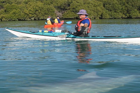 Adelaide Dolphin Sanctuary And Ships Graveyard Kayak Tour - Australia Shopping 5