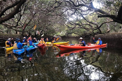Adelaide Dolphin Sanctuary And Ships Graveyard Kayak Tour - Australia Shopping 10