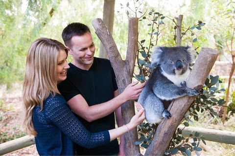 Adelaide Central Market With Cleland Wildlife Park And Mount Lofty Summit - Accommodation Australia 1