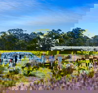 Micro-Group Barossa Valley Wine Tour from Adelaide - Local Tourism