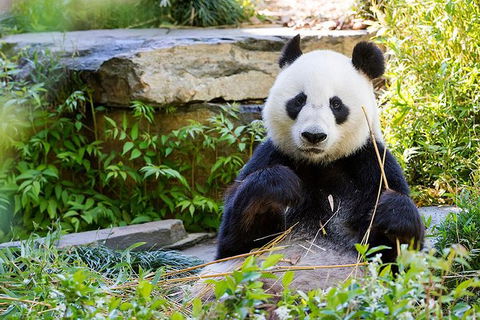 Adelaide Zoo Behind The Scenes Experience: Exclusive Giant Panda Experience - Accommodation Australia 1