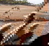 Monarto Safari Park General Admission Ticket - Local Tourism