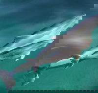 Dolphin Cruise from Adelaide with Optional Dolphin Swim - Local Tourism