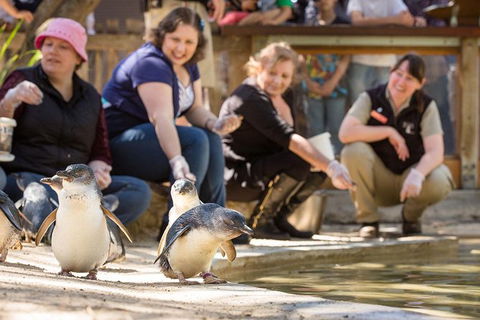 Adelaide Zoo Behind The Scenes Experience: Penguins In Person - Local Tourism 0