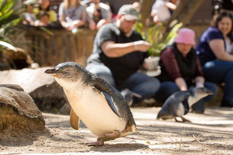 Adelaide Zoo Behind The Scenes Experience: Penguins In Person - Local Tourism 1