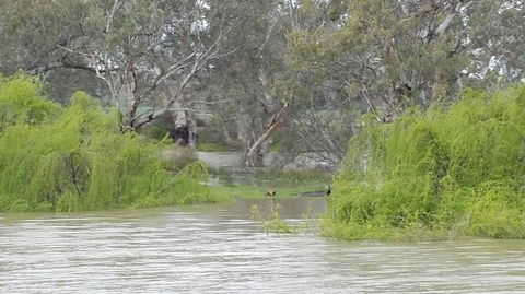 Murray River Riverboat Tour Including Lunch From Adelaide - Accommodation Australia 4