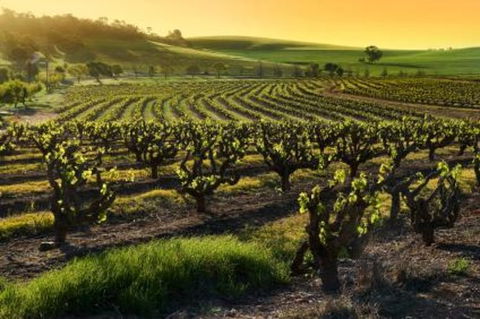 Adelaide Super Saver: Adelaide City Sightseeing Tour Plus Barossa Valley And Hahndorf Tour - Accommodation Australia 1