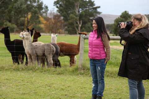 Alpaca Farm 2 Hour Tour - Accommodation Australia 1