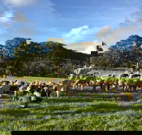 Alpaca Farm 2 hour Tour - Local Tourism