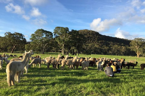 Alpaca Farm 2 Hour Tour - Accommodation Australia 0