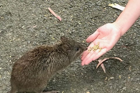Food Tours Australia Cleland Wildlife Tour - Local Tourism 0