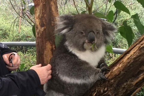 Food Tours Australia Cleland Wildlife Tour - Local Tourism 1