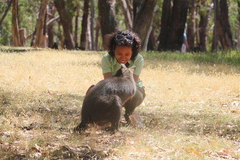 Shore Excursion: Adelaide City Sights, Cleland Wildlife, Mount Lofty, Penfolds - Local Tourism 1