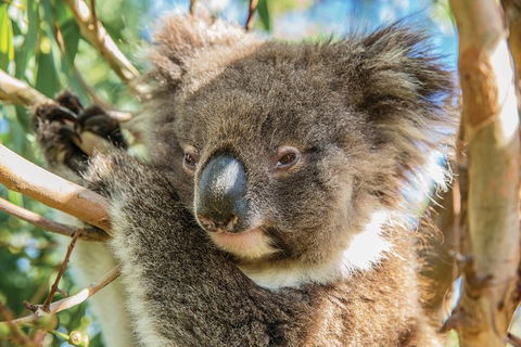 Shore Excursion: Adelaide City Sights, Cleland Wildlife, Mount Lofty, Penfolds - Local Tourism 2